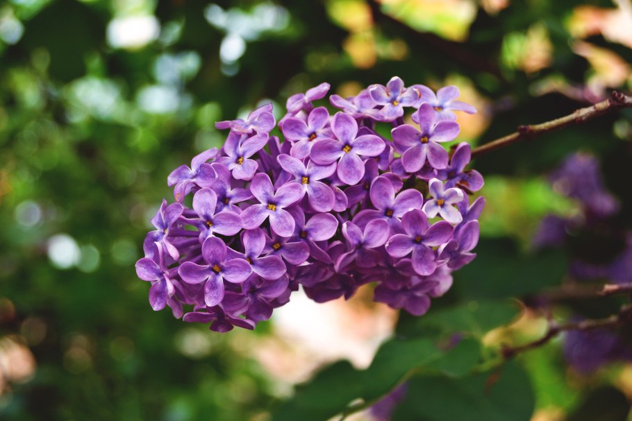 Сирень шаровидная