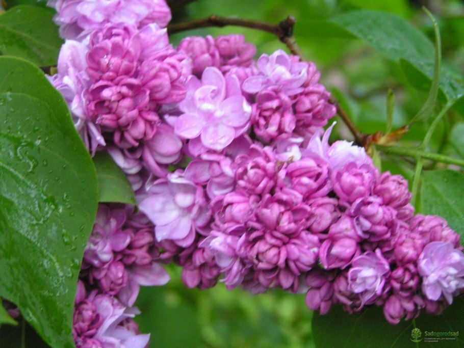 Сирень богдан хмельницкий