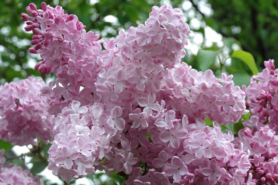 Сирень Саугеана