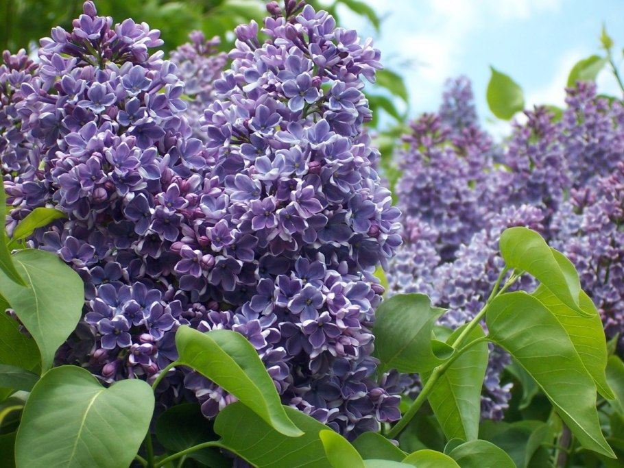 Сирень syringa vulgaris