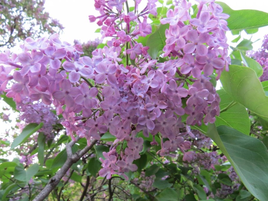 Сирень Syringa chinensis Saugeana