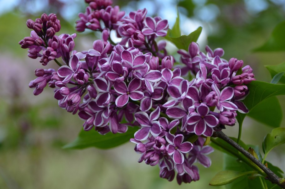 Syringa vulgaris sensation
