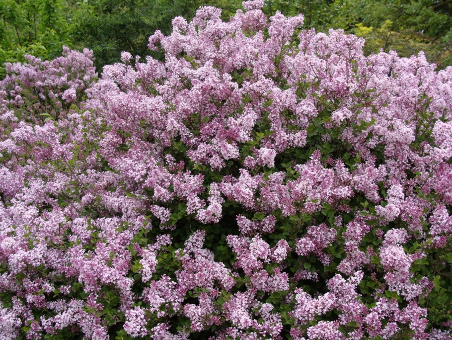 Сирень мейера palibin