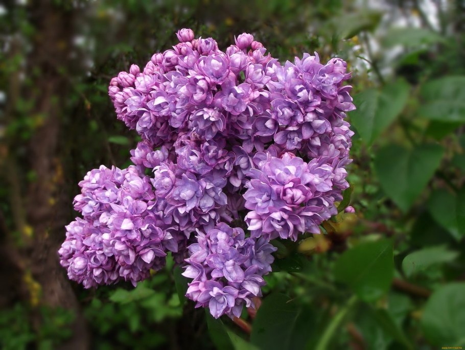 Syringa chinensis Saugeana