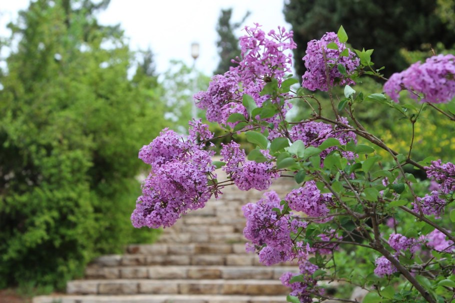 Сирень вирджиния беккер