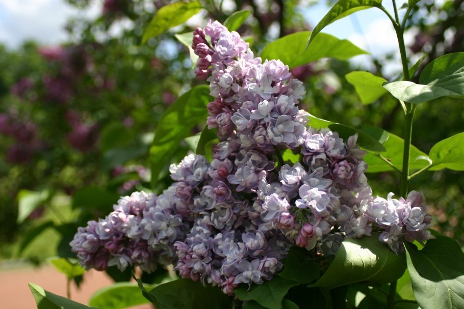 Сирень обыкновенная кружевница