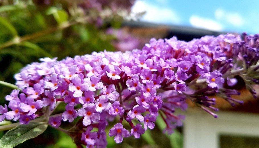 Буддлея давида бордер бьюти