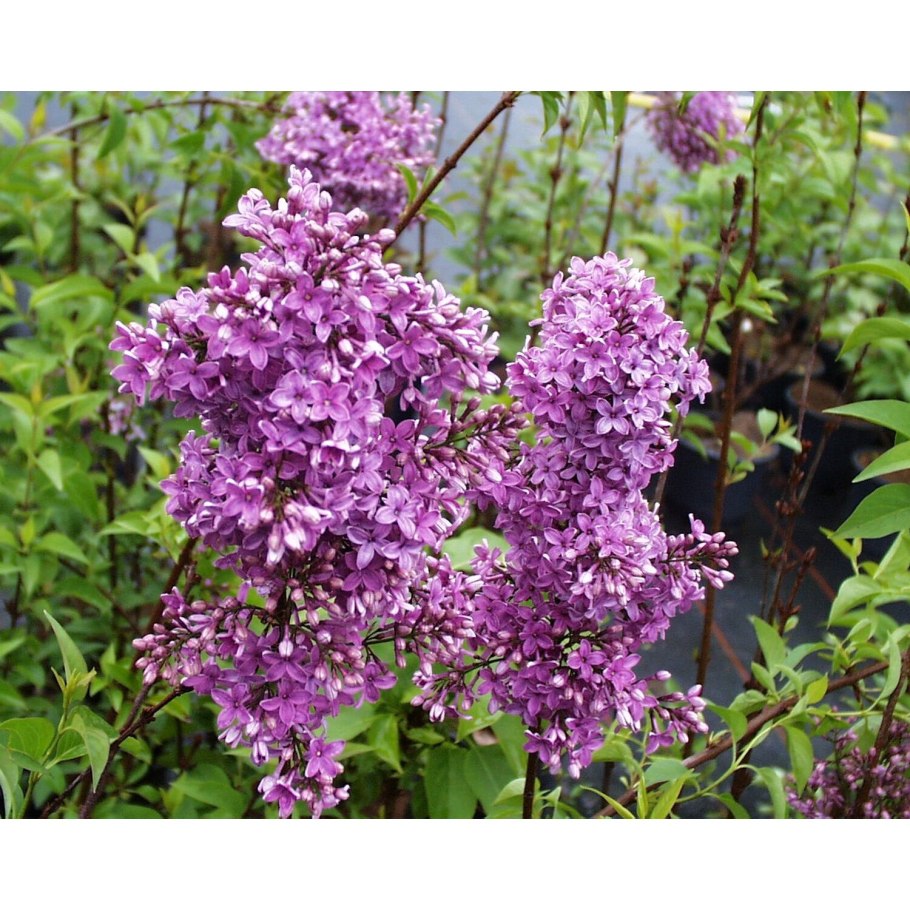 Сирень обыкновенная сорт огни донбасса