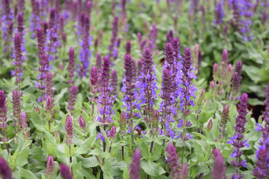 Шалфей Арамис