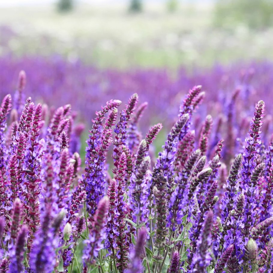 Шалфей монастырский