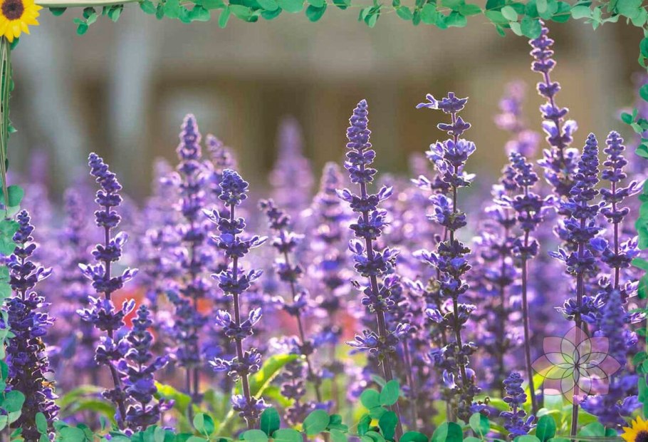 Шалфей монастырский