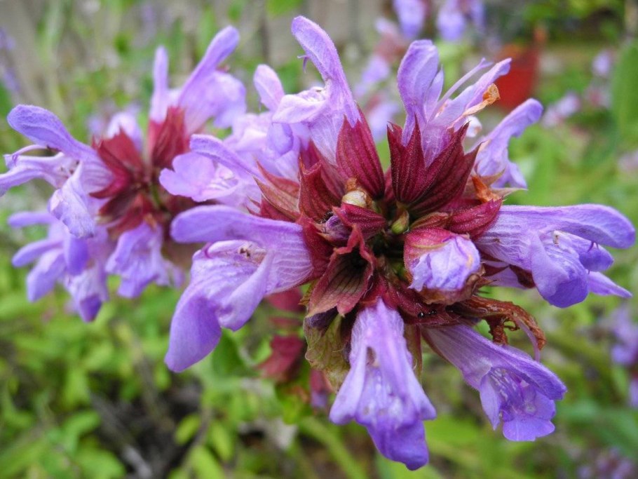 Сальвия Дубравная Блаукенигин