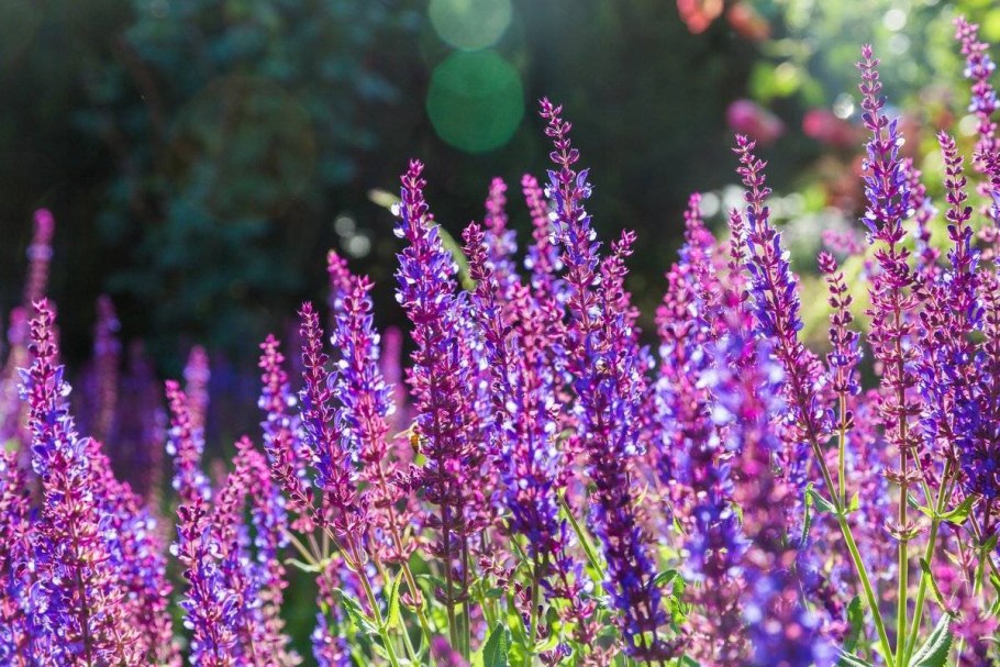 Шалфей Дубравный 'Rose Queen'