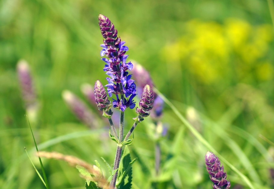 Шалфей лекарственный (Salvia)