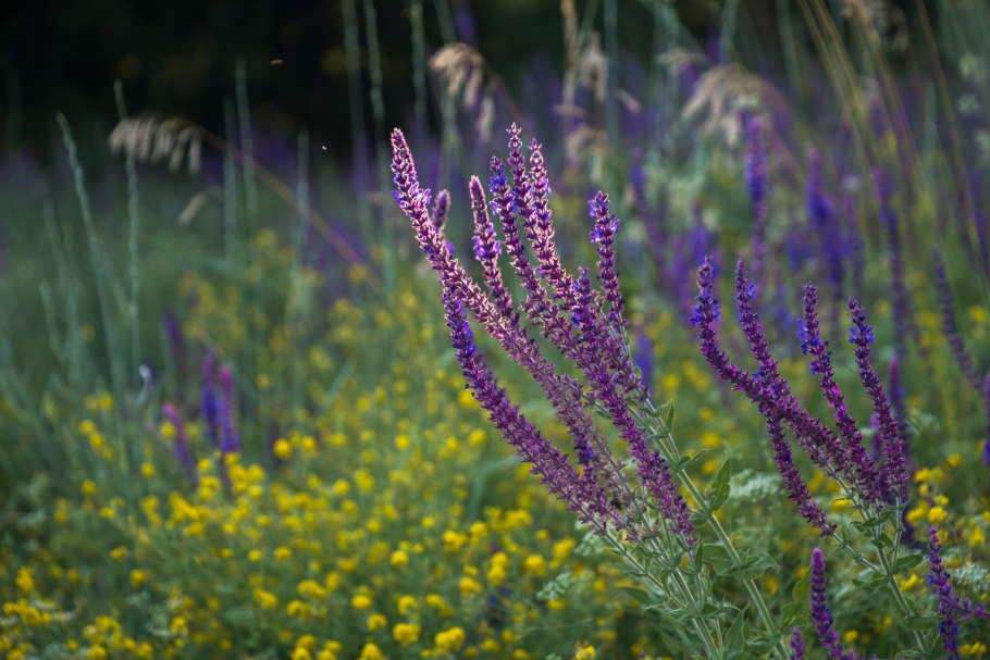 Травы Алтая шалфей