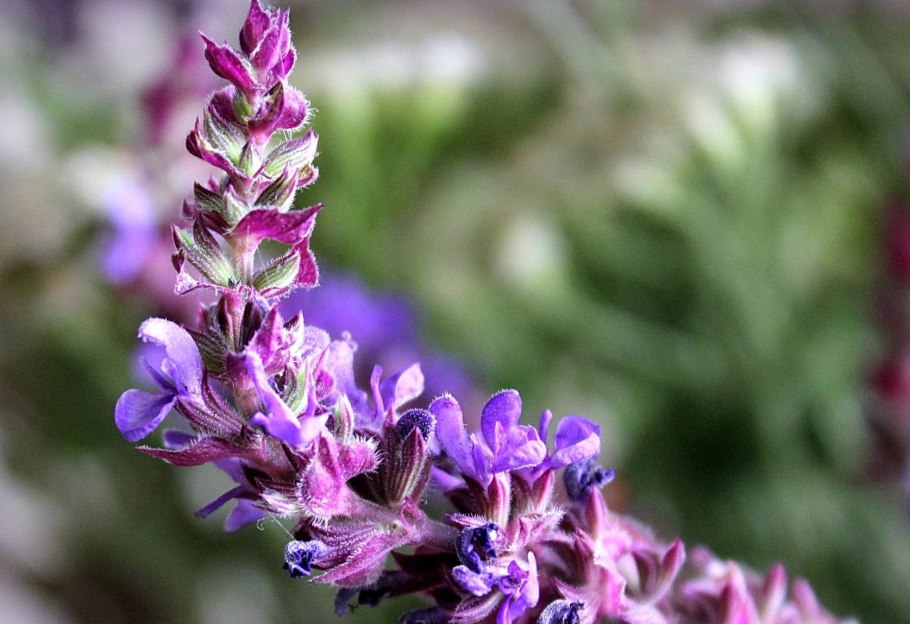 Лекарственные растения шалфей