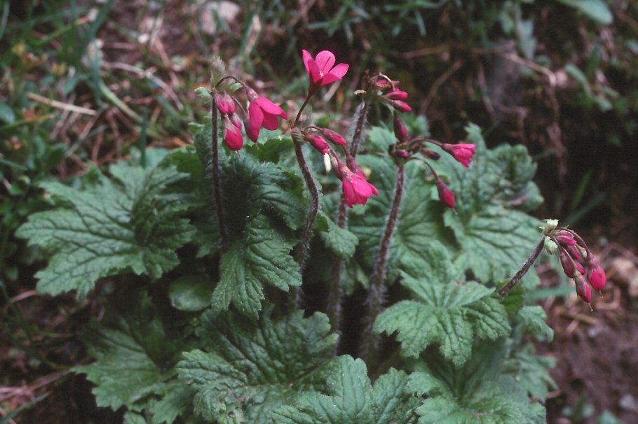 Кортуза Маттиоля