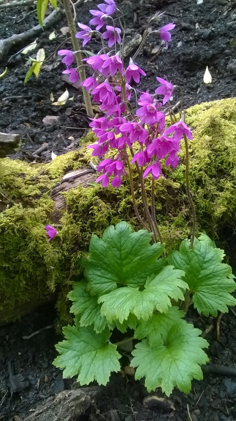 Кортуза Кавказская