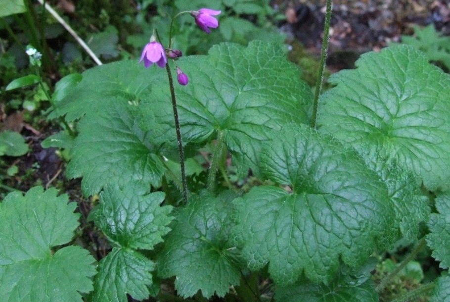 Филейская популяция кортузы маттиоли