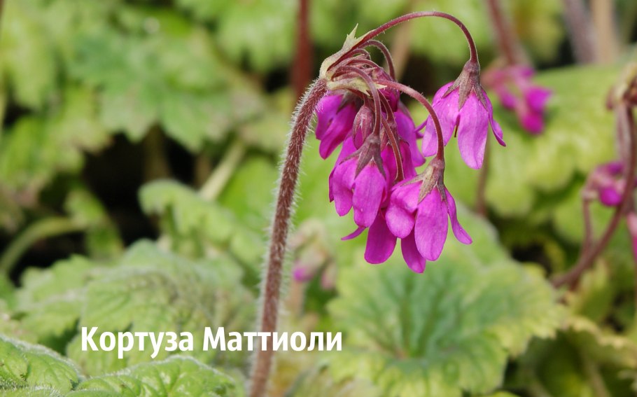 Кортуза Кавказская