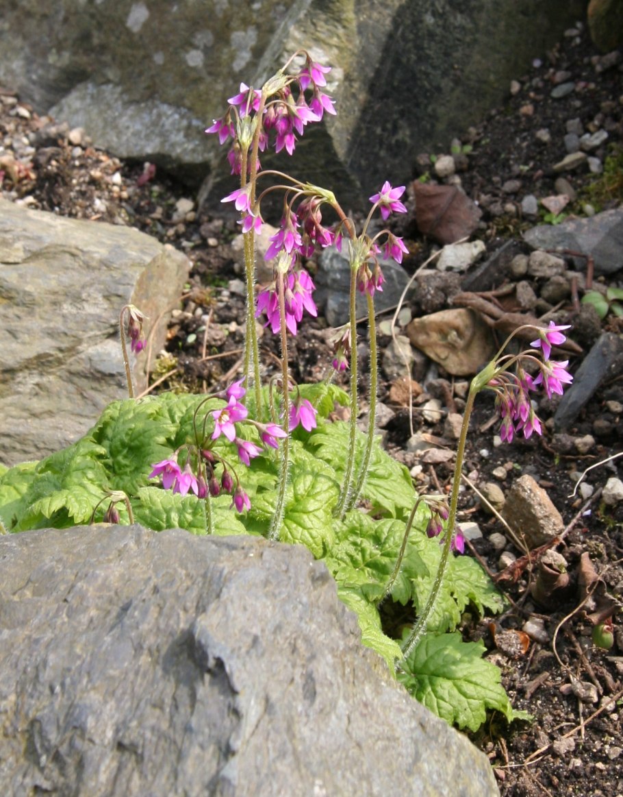 Cortusa matthioli Кортуза маттиоли