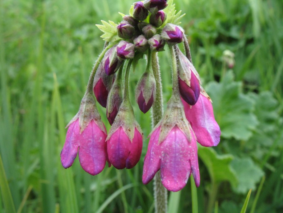 Кортуза Туркестанская