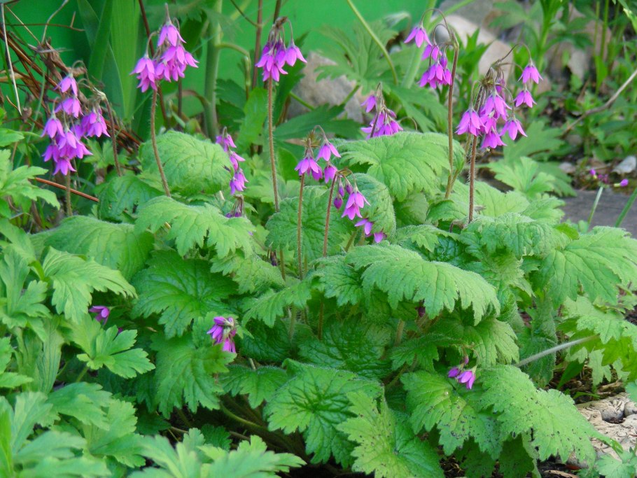 Заржица (Кортуза маттиоли)