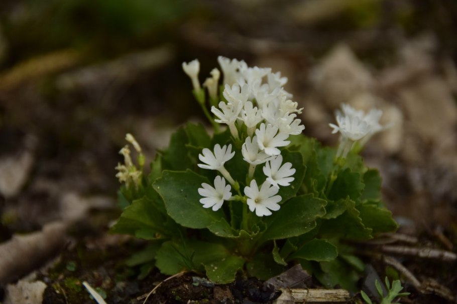 Кортуза Маттиоля