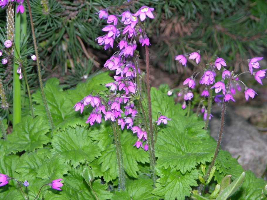 Кортуза маттиоли цветок