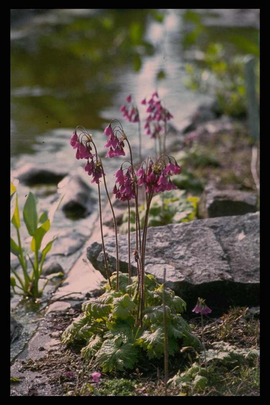 Кортуза Туркестанская