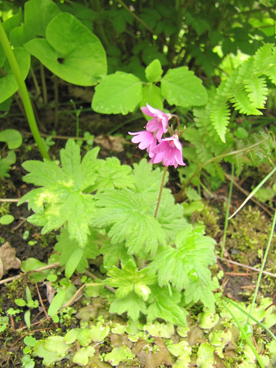 Кортуза маттиоли Альба