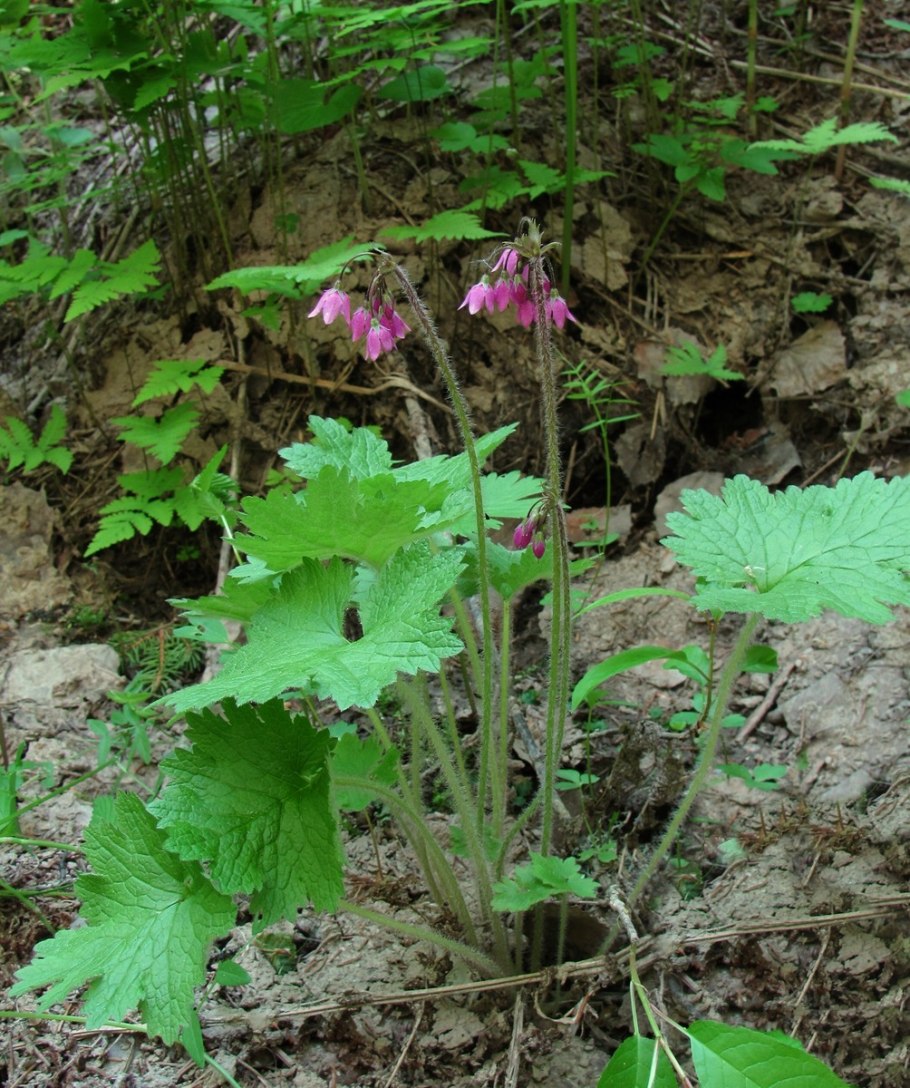Кортуза Алтайская