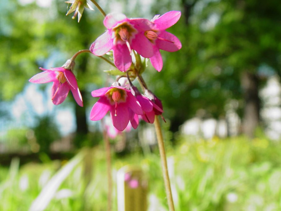 Кортуза Альба фото