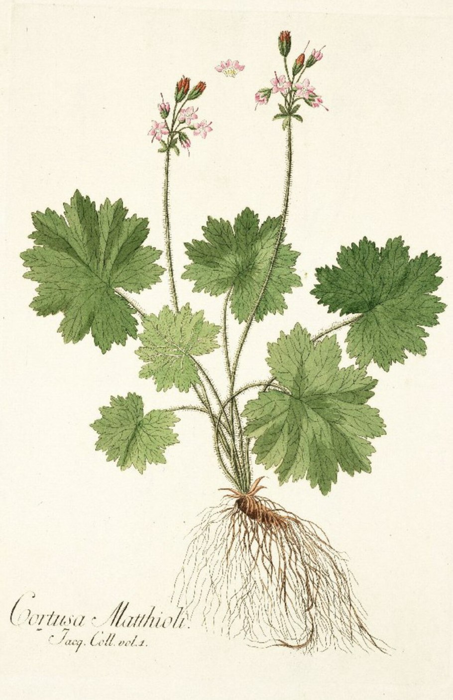 Кортуза маттиоли рисунок