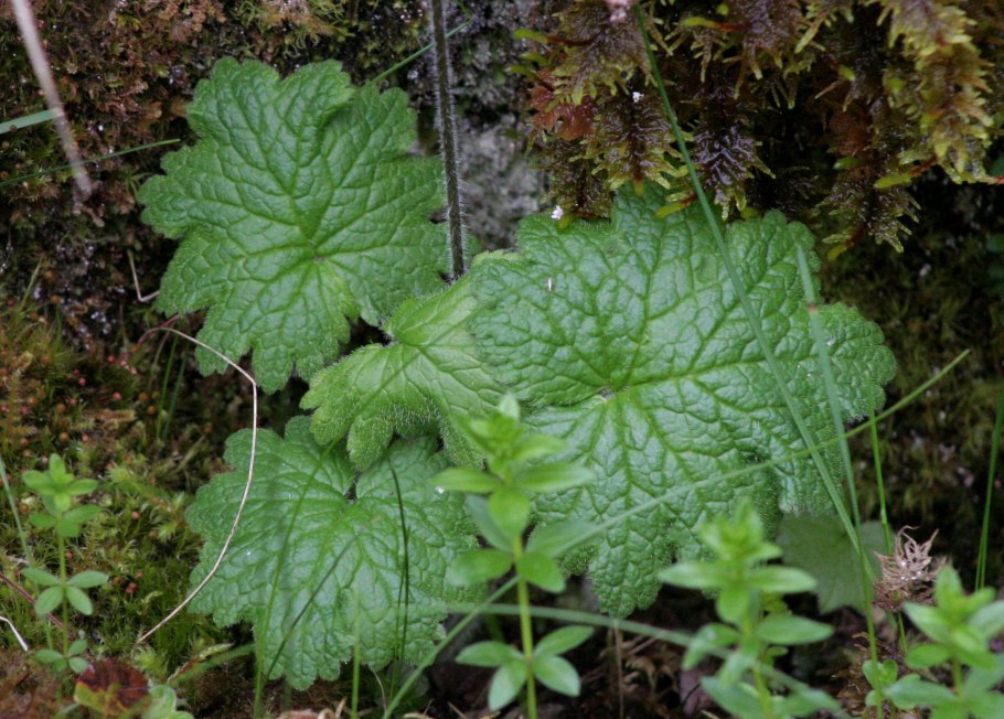 Кортуза маттиоли