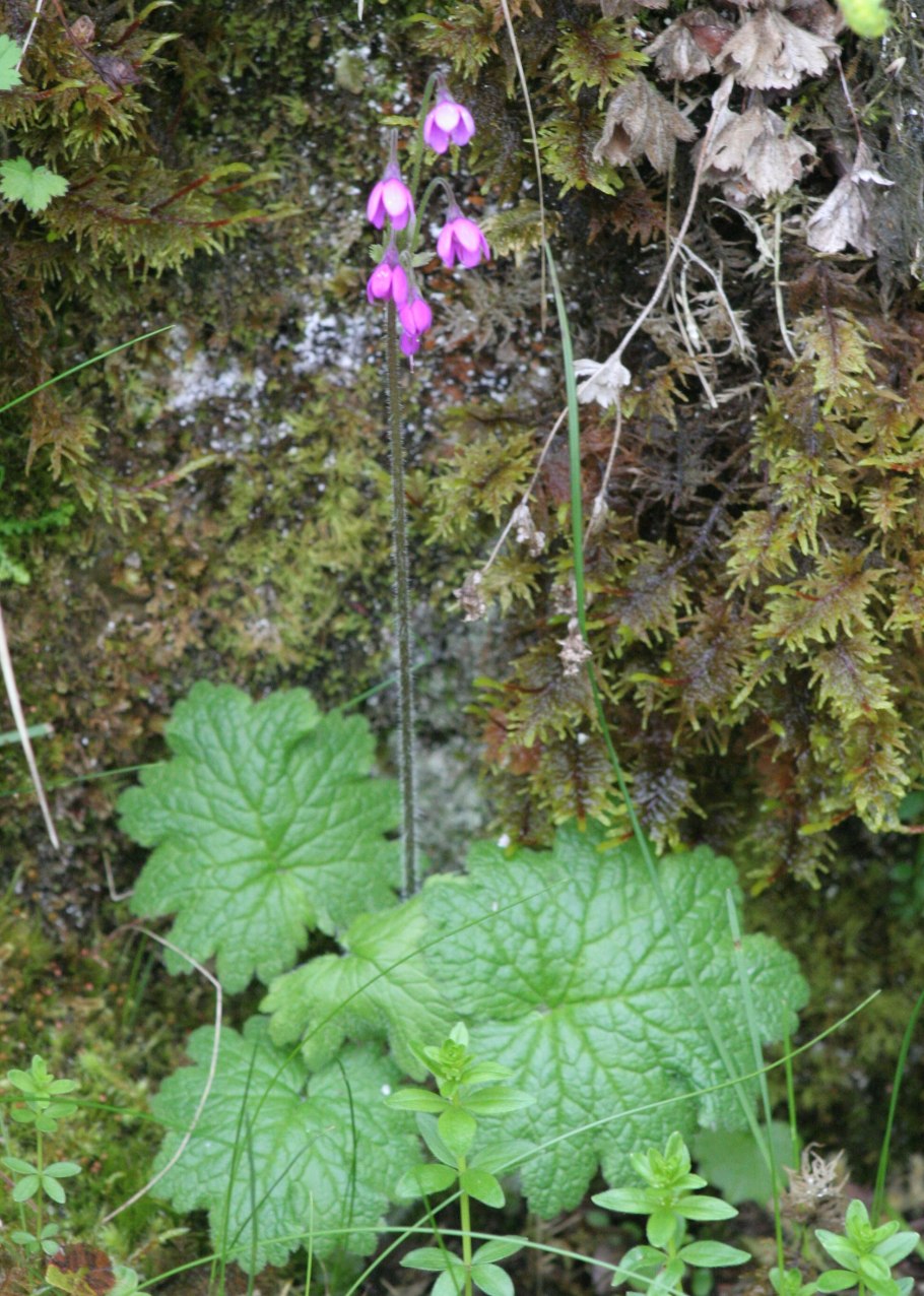 Cortusa matthioli из семян