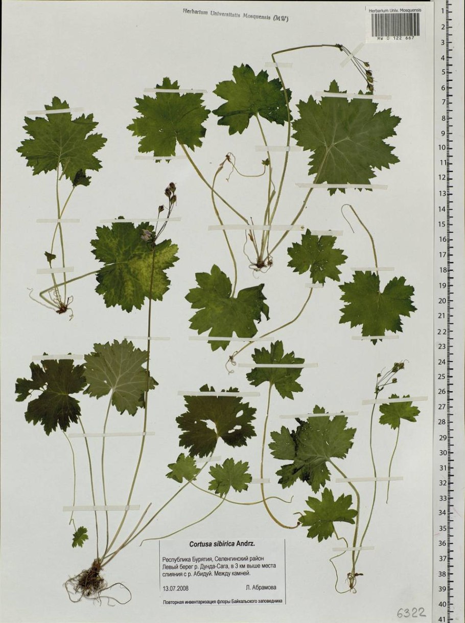 Манжетка обыкновенная гербарий