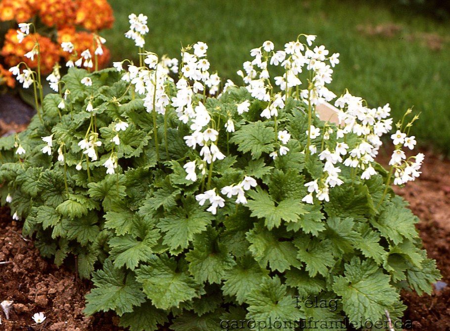 Кортуза маттиоли Альба
