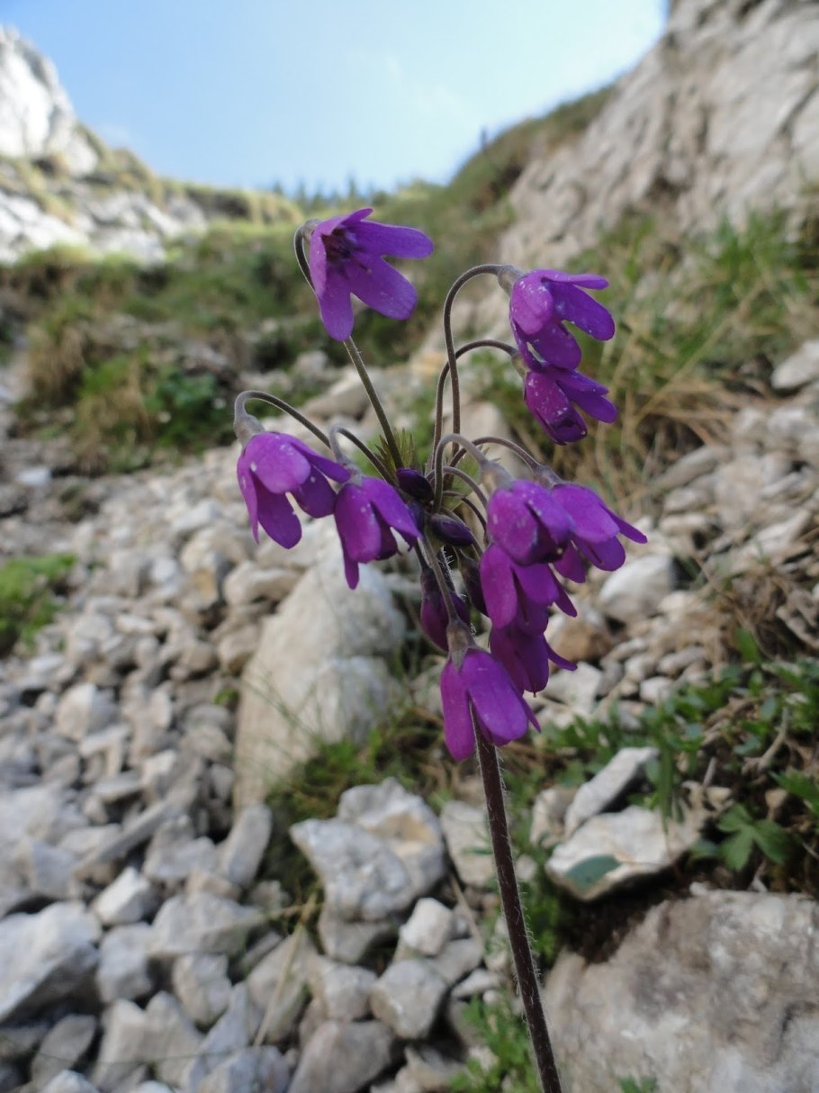 Кортуза Туркестанская