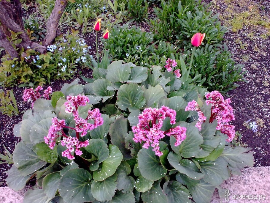 Кортуза маттиоли рисунок