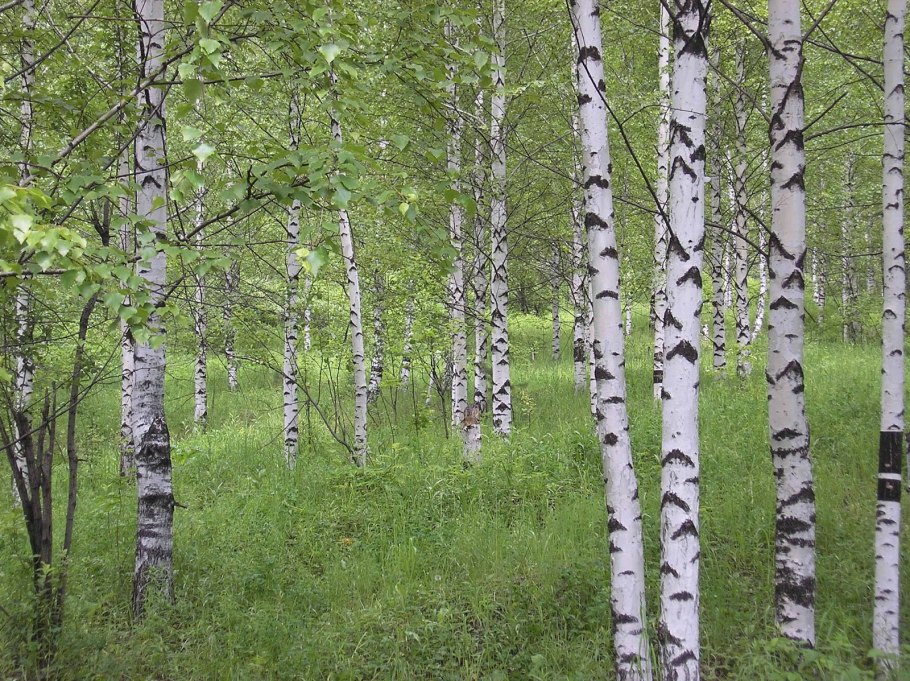 Ольха вислоплодная