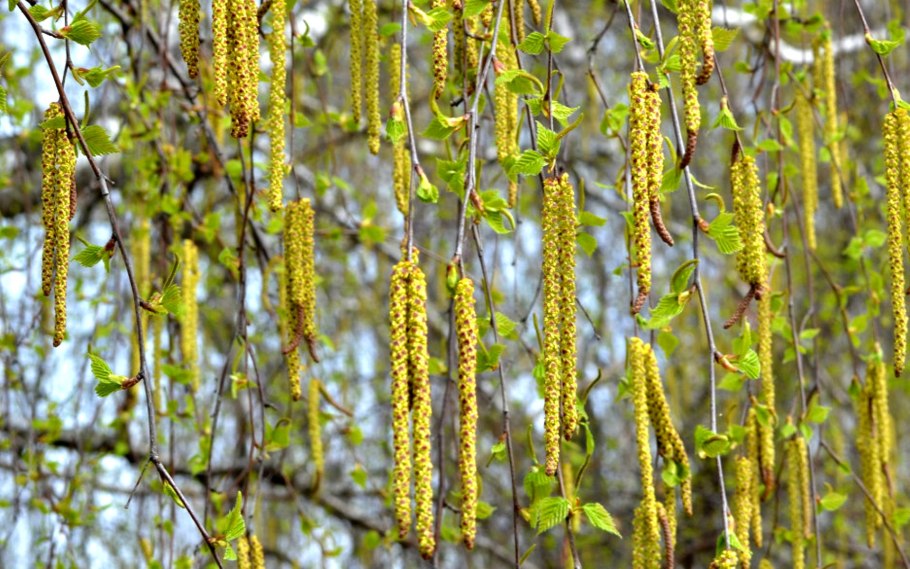 Остриопсис (Ostryopsis)