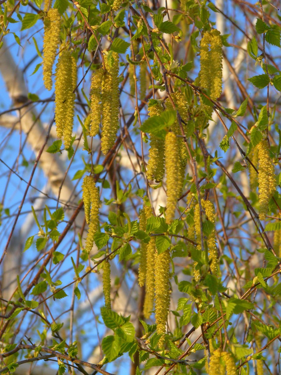 Соцветие березы повислой