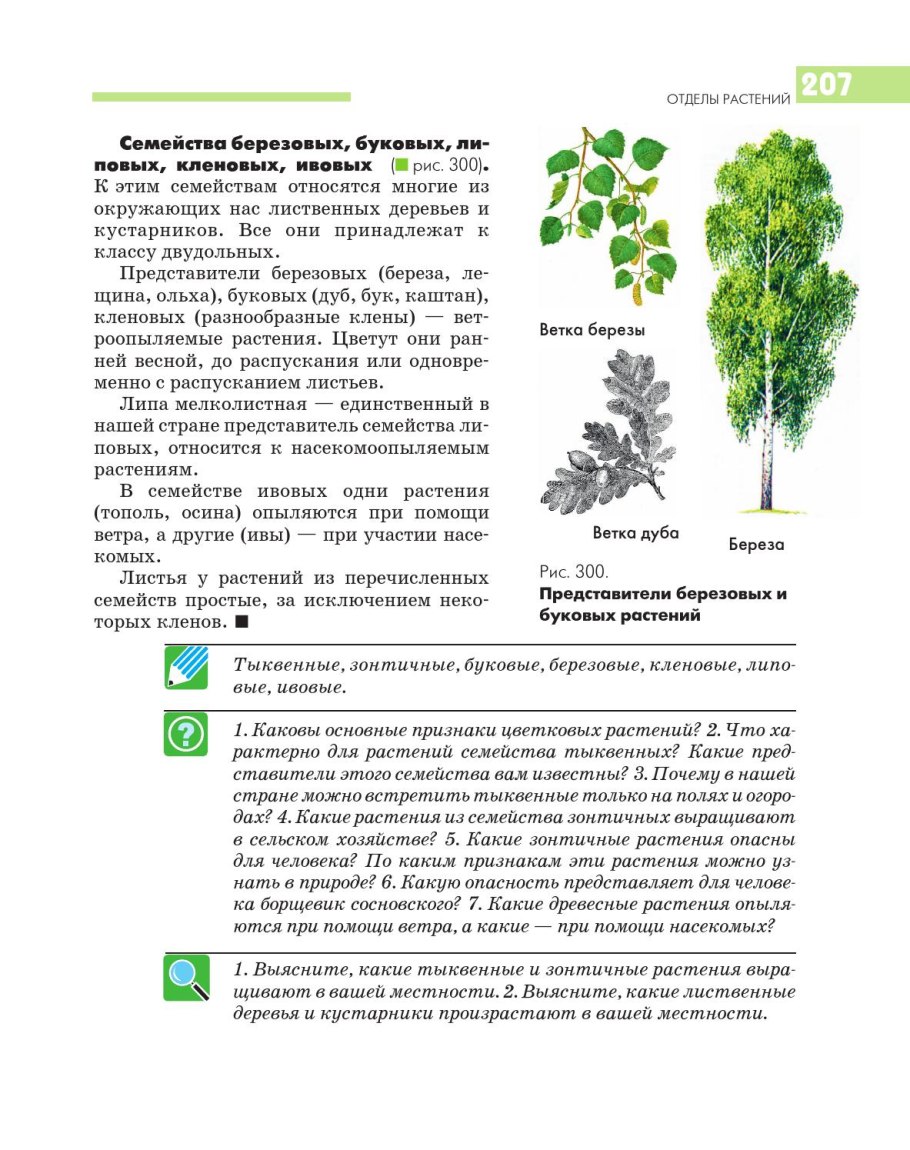 Характеристика семейства березовые