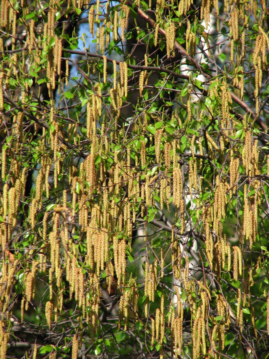 Березовые бруньки