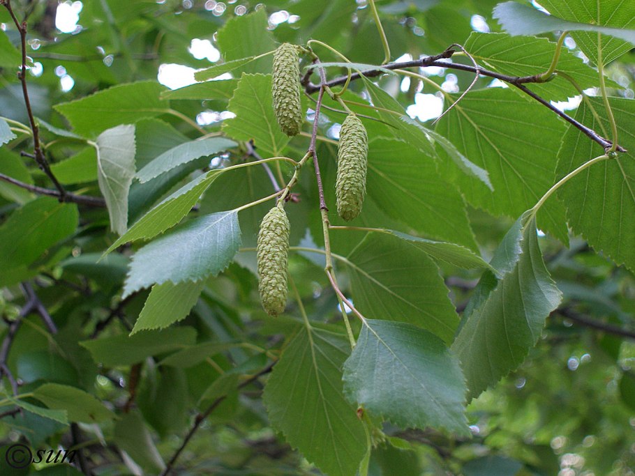 Betula turkestanica