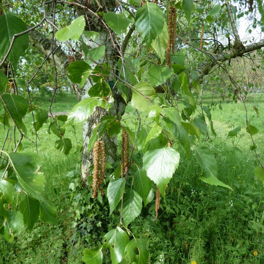 Береза повислая Betula pendula