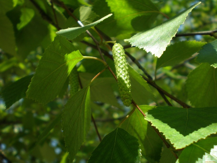 Береза повислая плод