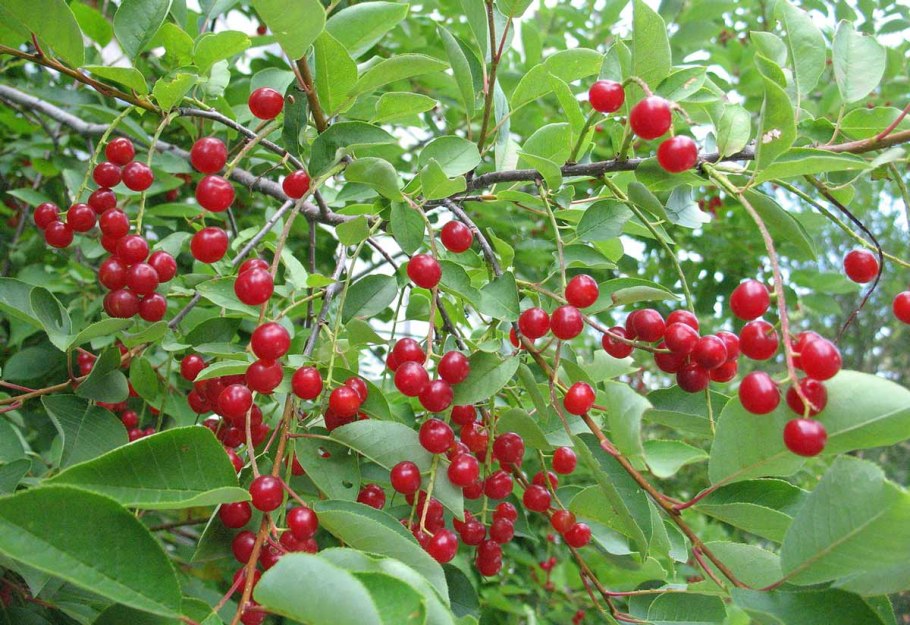 Красноплодная черемуха