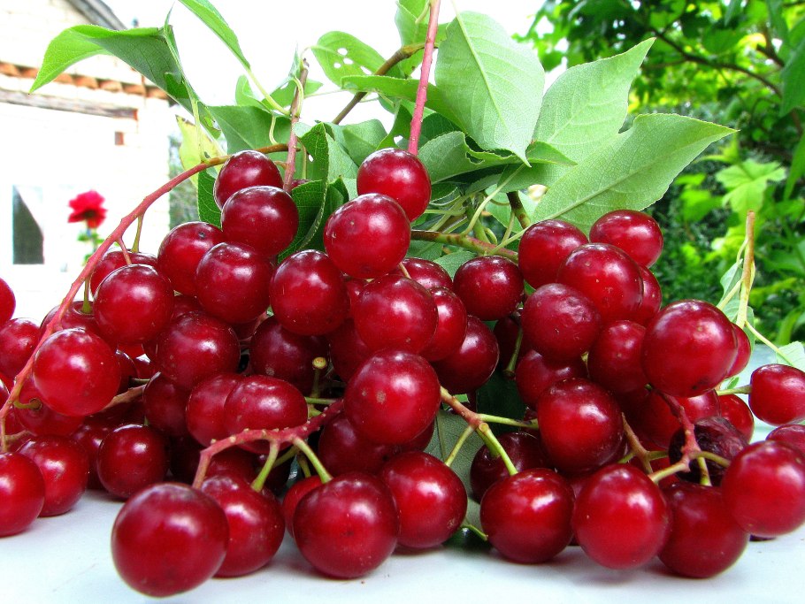 Красная черемуха дерево